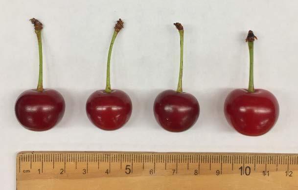 A B C D Four cultivars of ripe tart cherries used for lab assays: Carmine Jewel (A), Kantorjanosi (B), Montmorency (C), and Balaton (D).