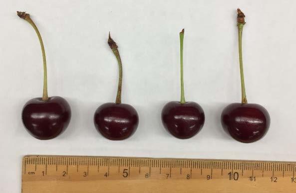 Four freshly picked cherries of the same variety and developmental stage were placed in a deli container and exposed to five male and five female SWD for a period of 48 hours.