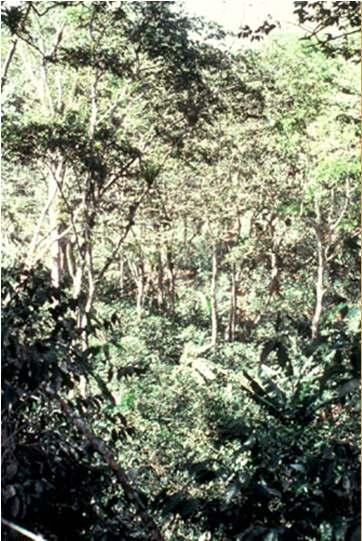 Coffee plantation in