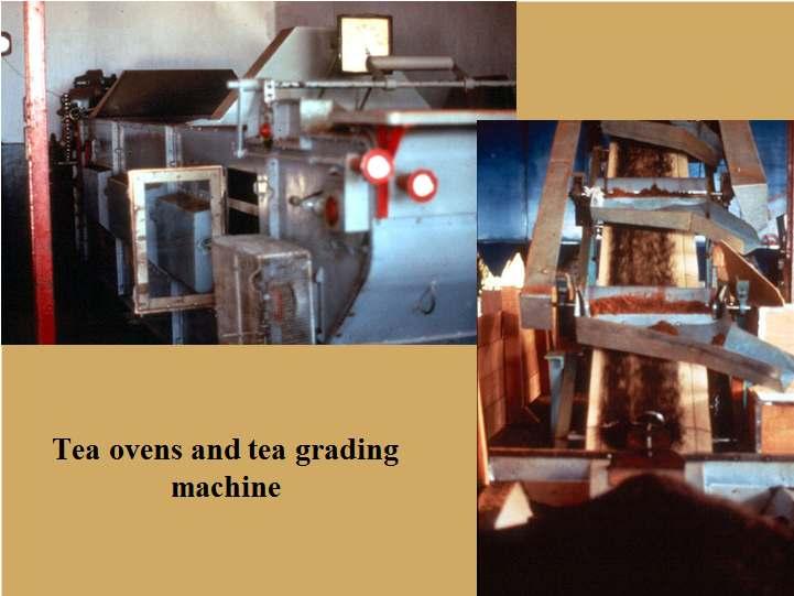 Tea ovens and tea grading