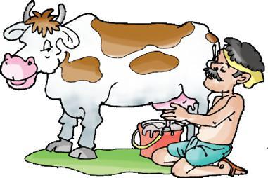 I saw all of Uncle Lal's cows. He has fifty cows. They eat grass in the big green farms. In the evening the farmers bring them to the barn to be milked. Uncle Lal sells his milk in the city.