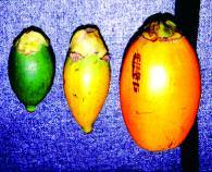 4. Fruits of Areca mandacanii: immature fruits (far left) and mature fruits (near left).