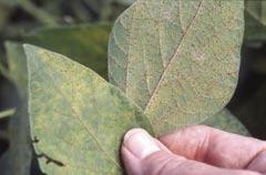 AGRICULTURAL Soybean MU Guide PUBLISHED BY MU EXTENSION, UNIVERSITY OF MISSOURI-COLUMBIA muextension.missouri.edu Soybean Rust Laura E.