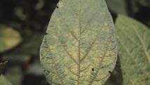 As the disease develops the lesions become more distinct and lesions may merge, killing larger areas of leaf tissue.