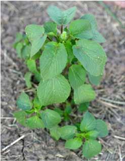 Hophornbeam copperleaf is primarily a weed of agronomic crops, but can also occur along fencerows, pastures, wastelands, roadsides, and landscapes or nursery crops.