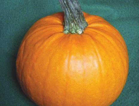 PUMPKIN Look for a heavy pumpkin with 1 to 2 inches of stem still attached. Avoid pumpkins with bruises or soft spots. Should be uniformly orange with a nice, hard rind.