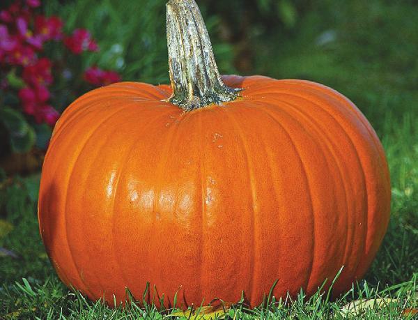 Rinse, cut in half and roast pumpkins on a baking sheet, or steam on the stove or in the microwave. After cooling, remove from the skin, and puree with a food processor or potato masher.