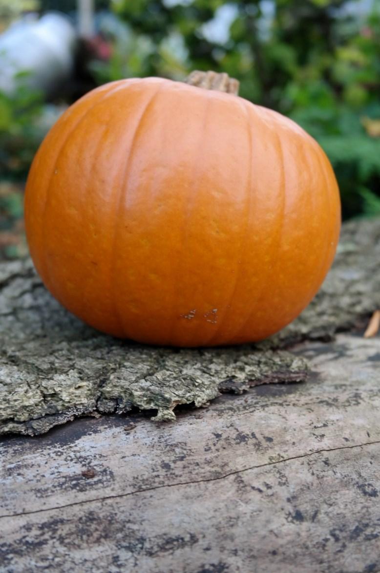 Science How do pumpkins vary? Consider colour, texture, mass, height, volume and flavour.