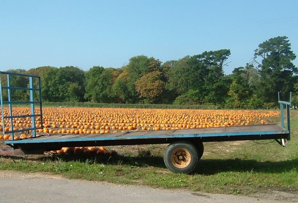 Visit a pumpkin farm There were very few pumpkins grown commercially before the turn of the century.