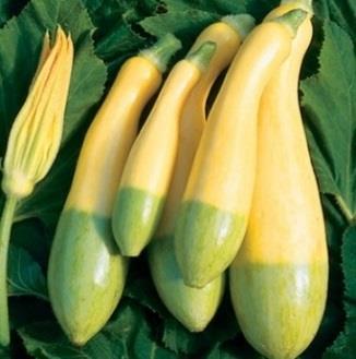 Italian heirloom zucchini with superior flavor Zephyr 54