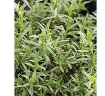 French Tarragon 90 days Perennial Classic culinary herb with