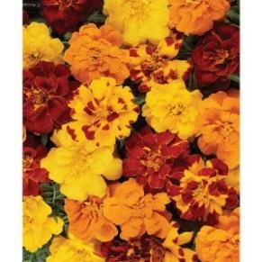 Marigold: Outback Mix 50 days Annual Branching plants, good