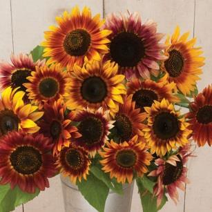Autumn Beauty Sunflower Mix 90-110 days Annual Large, bright