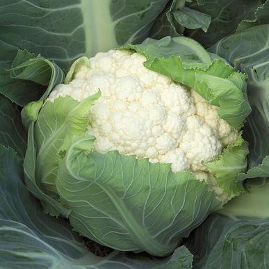 Chinese Cabbage: Rubicon 52 days F1 Sweet, tangy, juicy