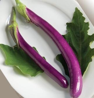 If you have issues with disease this is the cuke for you. Eggplant $6.