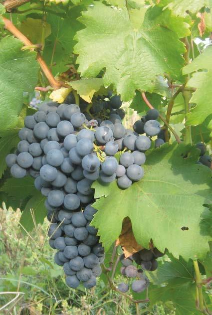 Feteasca Neagra With a history of over 2000 years, this variety originates in Moldova, in the Prut river valley.