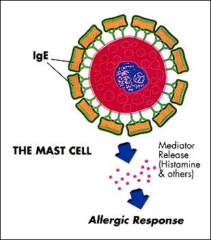 Pathophysiology -Food protein binds to IgE on effector cells (mast cells or