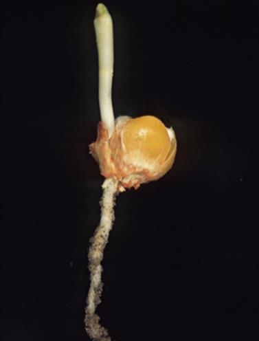Coleoptile Scutellum Adventitious root Seed coat