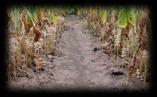 Herbicide tolerant crops in control of parasitic weeds, with special emphasis on Orobanche