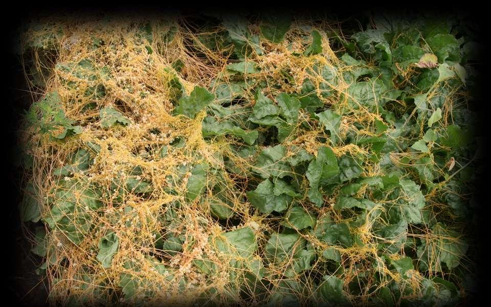 Possibilities of field dodder control (C.