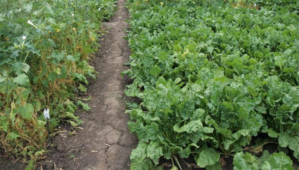 Effect of Conviso One (1 L/ha) on field dodder control in Conviso Smart sugar beet (Novi Sad,