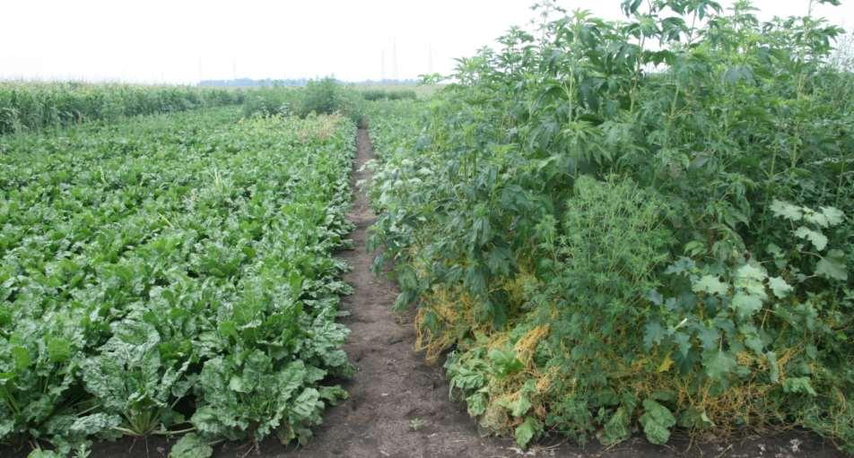 Effect of Conviso One (1 L/ha) on field dodder and other weeds in Conviso Smart sugar beet (Novi
