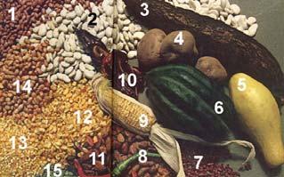 New World Crops The Americas 1. Bean 2. Lima bean 3. Manioc 4. Potato 5. Summer squash 6. Acorn squash 7. Dried chili pepper 8.