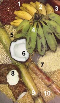 Oil, Sugar, Spice, and Fiber Plants 1. Candlenut, Aleurites moluccana 2. Cocoanut palm, Cocos nucifera 3. Sugarcane, Saccharum officinarum 4. Clove, Caryophyllus aromaticus 5.