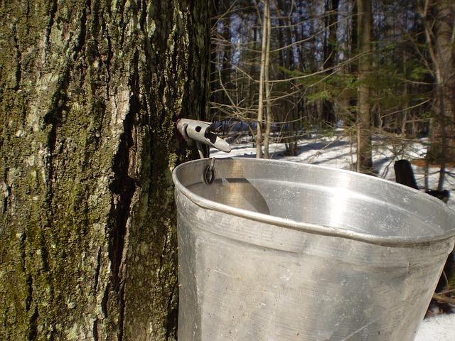 collected maple sap and removing the ice to concentrate the