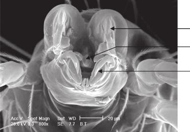 chelicera labium pedipalp Figure