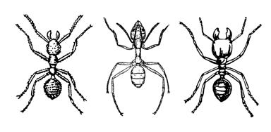 Student Handout - Dichotomous Key for Adult Insects 1a. More than three pair of legs.