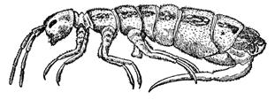 Ant-like with a wide waist; ranges in size from 5 to 20mm (termites)......isoptera (figure 2) 4b.