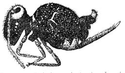 With an 2 antennae-like appendages located at the end of the abdomen which is used.