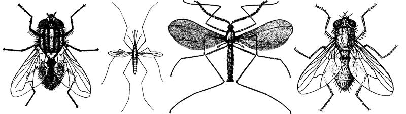 6a. With only a single pair of wings; the second pair of wings modified into a pair of knob-like gyroscopic organs (attached to the end of stalks) known as halteres; ranges in size from 6 to 65mm