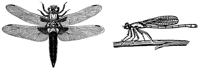 The wings are equal or nearly equal in size with a long slender abdomen; dragonflies range in size from 28 to 150mm, damselflies range in size from 25 to 65mm (dragonflies and damselflies).