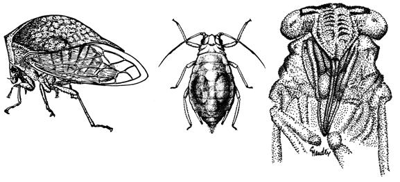from 3 to 40mm (true bugs)......hemiptera (figure 8) 10b.