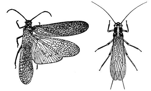 16a. Wings are entirely membranous and of the same length; ranges in size from 5 to 20mm (termites).
