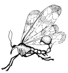 18a. Two pairs of membranous wings with many crossveins; wings held roof-like over the body and long antennae (in some species, males will have developed large