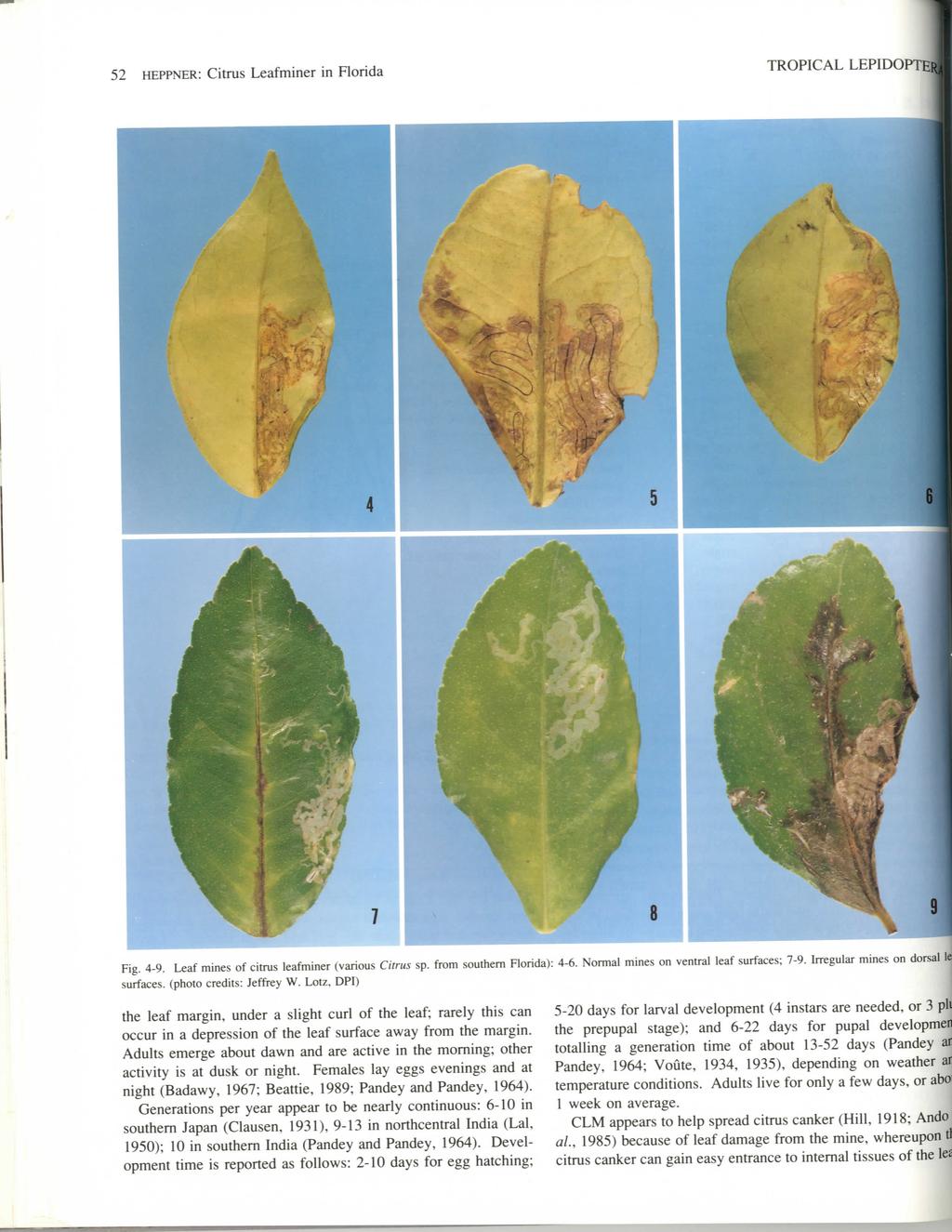 52 HEPPNER: Citrus Leafminer in Florida TROPICAL LEPIDOPTEJ Fig. 4-9. Leaf mines of citrus leafminer (various Citrus sp. from southern Florida): 4-6. Normal mines on ventral leaf surfaces; 7-9.