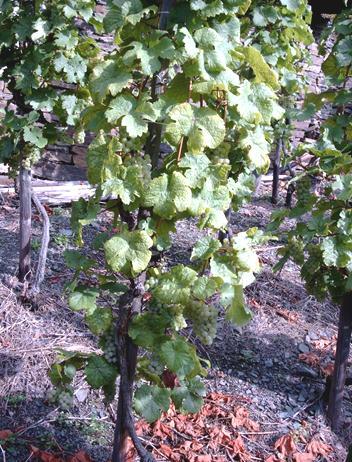 Yellow Riesling Yellow, downward rolling leaves Slightly stunned growth Small, yellow
