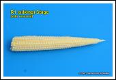 Kernel Blister Stage (Growth Stage R2) About 10 to 14 days after silking, the