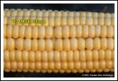 Depth of kernels in cross-sect of cob at growth stage R3.