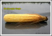 Closer view of kernels at growth stage R4. Depth of kernels in crosssection of cob at growth stage R4.