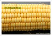 Kernel Dent Stage (R5) About 35 to 42 days after silking, all or nearly all of the kernels are denting near