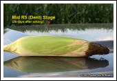 (dent); about 29 days after mid-silk. Kernel appearance at early R5.