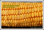 tip. Depth of kernels in crosssection of cob at early R5.