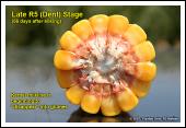 Approximately 42 kernels per Closer view of kernels at late R5 row