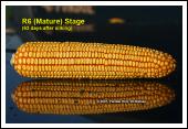 Page 8 of 9 Physiological Maturity (R6) About 55 to 65 days after silking, kernel dry weight usually reaches its
