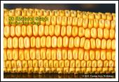 Physiological maturity occurs shortly after the kernel milk line disappears and just before the kernel black layer