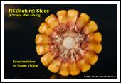 Severe stress after physiological maturity has little effect on grain yield, unless the integrity of the stalk or